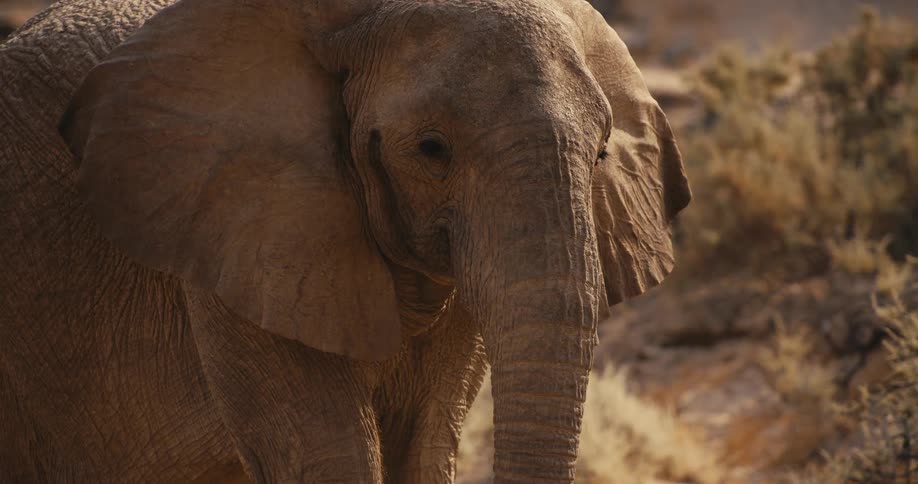 The large elephant walks by the hill