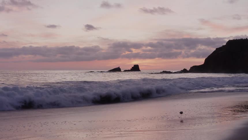 Seagull walking on the beach rushes when waves roll into shore