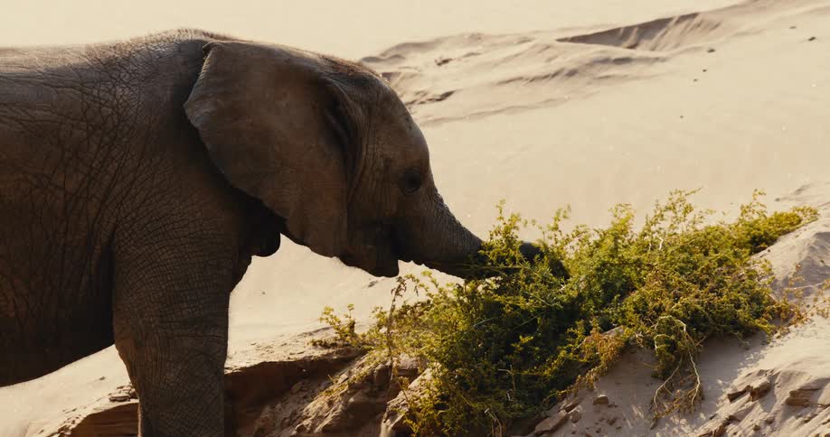 Elephant grazing on the desert outdoors during day time