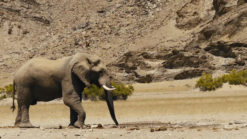 An elephant stands in a dry desert landscape with rocky hills in the background