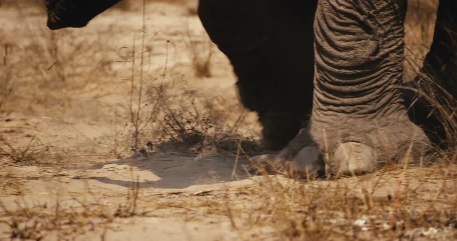 A close view of an elephants feet as it walks through dry grass and kicks up dust on a sandy plain during the day