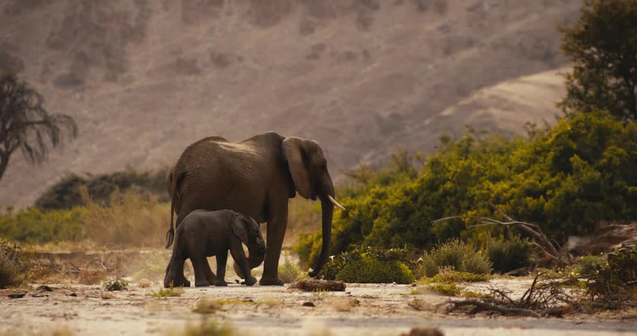 An adult elephant and a young calf walk slowly across a dusty arid landscape with sparse vegetation the scene is set against a backdrop of a hazy sundrenched mountain and distant weathered trees