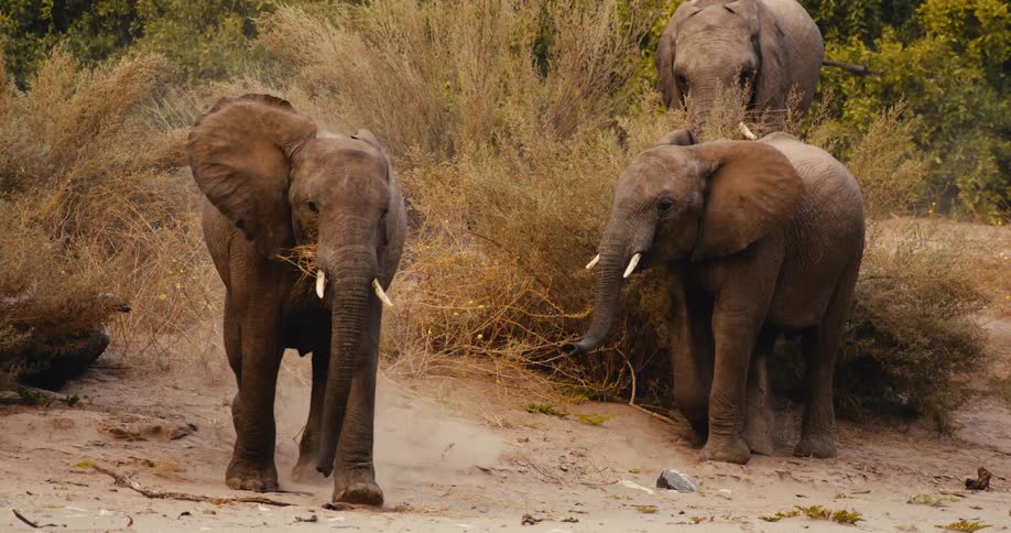A close view shows three elephants eating dry branches and walking on a sandy patch of ground near dense green bushes