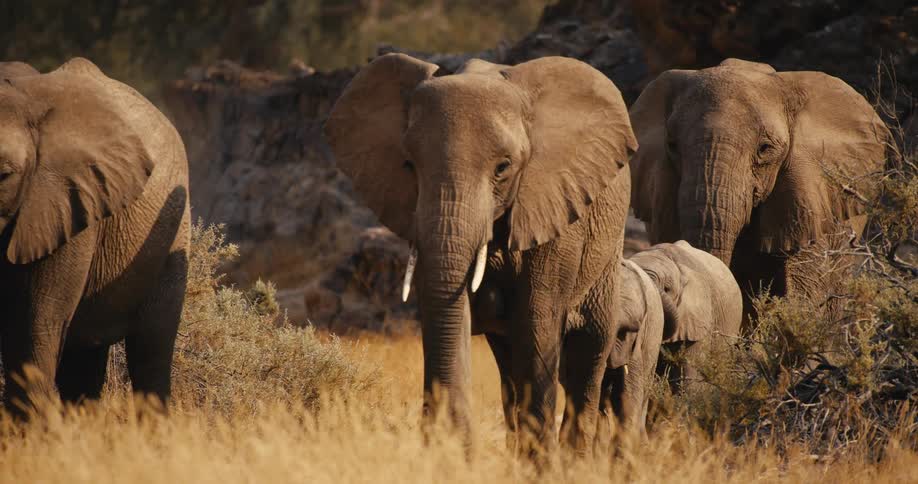 A herd of elephants including several adults and young calves walks through tall dry grass in a golden landscape with rocky hills in the background during a sunny day