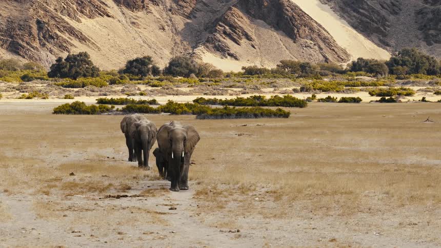 A line of elephants walks across a flat dry plain toward the camera with large rocky mountains and scattered green bushes in the background under a clear sky