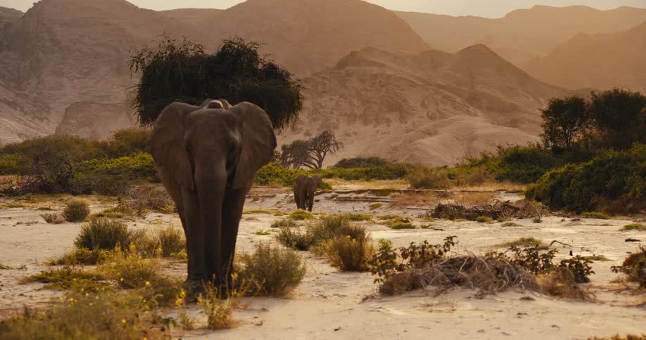 An adult elephant strolls slowly forward across a sandy sunbaked landscape dotted with sparse green brush while a second elephant wanders quietly near the trees against a backdrop of distant hazy mountains