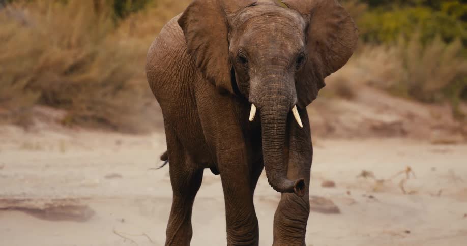 An african elephant walks through a dry sandy environment towards the camera