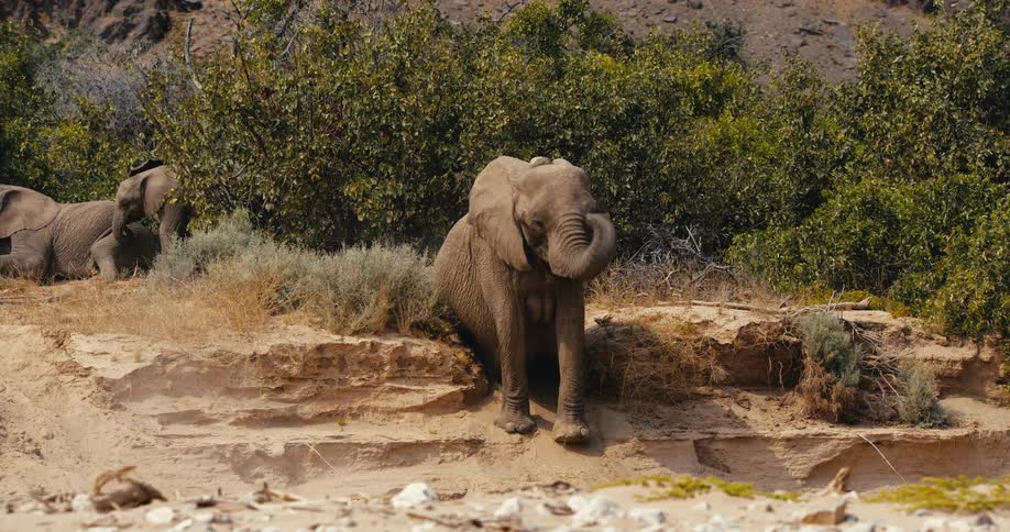 A group of elephants outdoors in nature