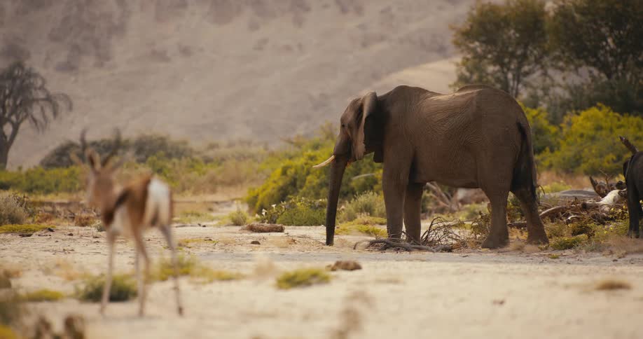 A view of an elephant and impala outdoors