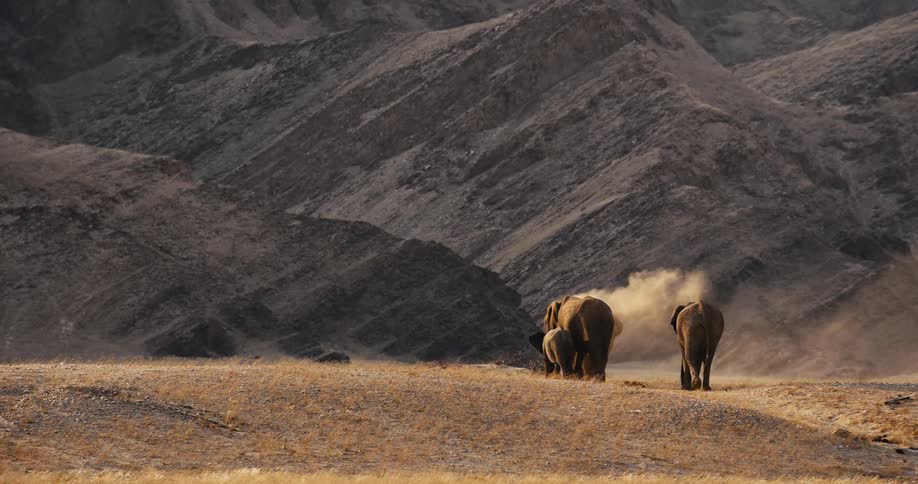 A group of elephants walks through a dusty mountain landscape