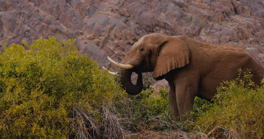 Elephant standing near a mountain eating plants picking them up with its trunk