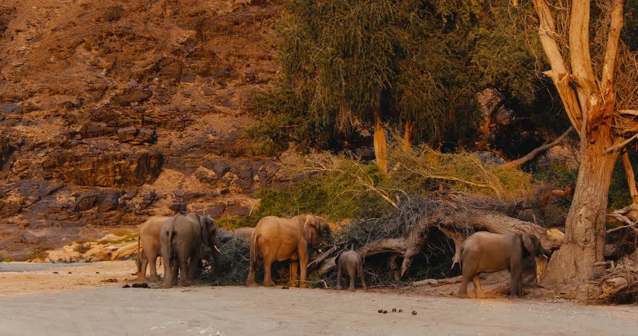 A group of elephants including a calf stand near trees in a canyon