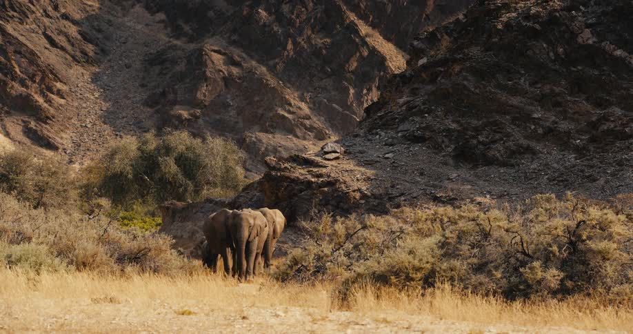 The family of elephants walk from the mountain