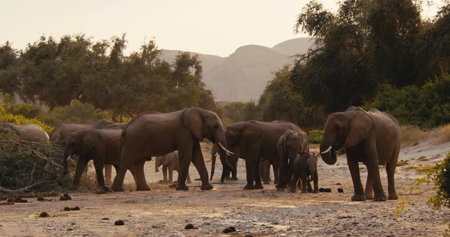 A herd of elephants with calves stands in a dry dusty landscape with mountains and trees in the background during golden hour