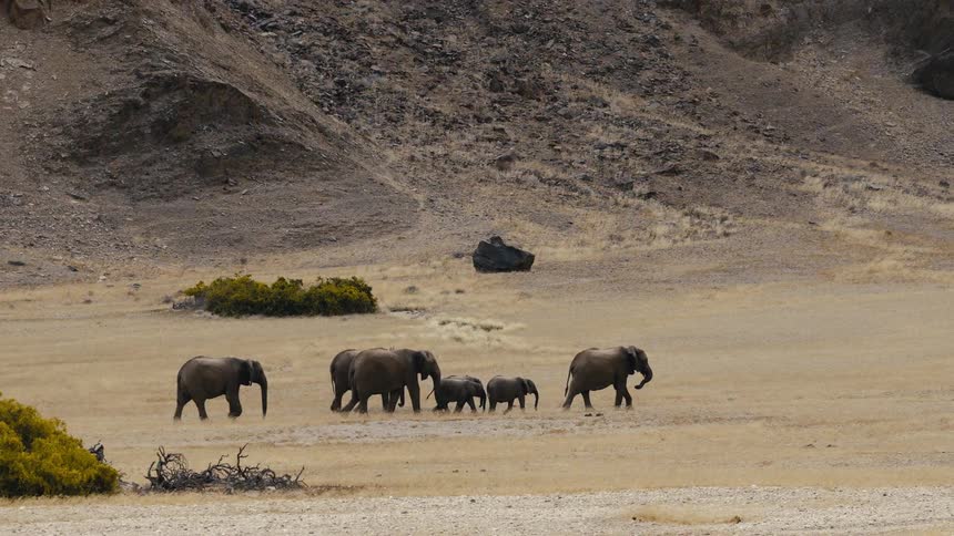 Family of elephants walking through the desert at the foot of a mountain