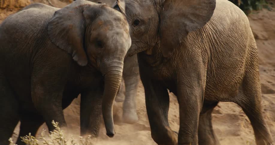 Two young african elephant calves playfully interact by a sandy bank tangling their trunks and nudging each other while walking across the dry dusty ground near sparse desert vegetation