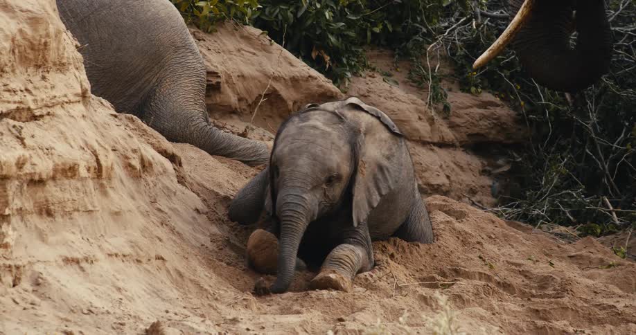 A playful elephant calf sits comfortably on a soft sand bank enthusiastically rubbing its trunk against the steep dirt wall before settling down to rest while parts of adult elephants are visible nearby