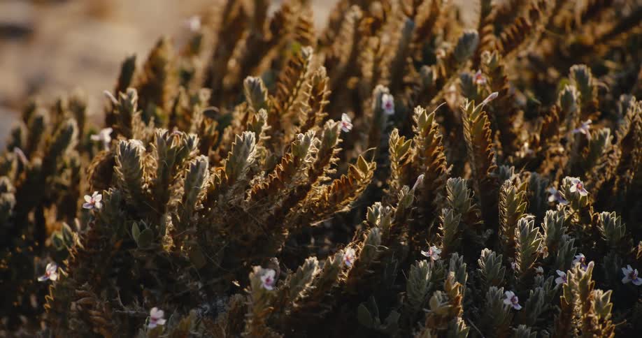 A dense cluster of green succulent plants with tiny pink flowers blooming