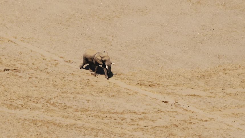 An elephant stands in a vast sandy landscape and uses its trunk to dig or sift through a specific spot on the ground as it works the area a dark patch or small hole becomes visible in the lightcolored terrain