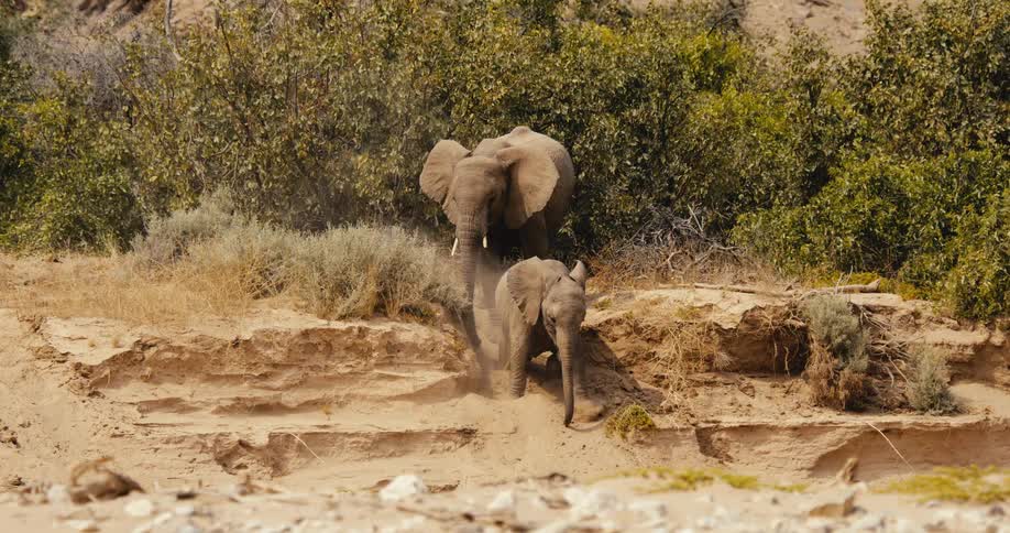 An adult elephant and a young calf navigate down a steep sandy embankment in an arid landscape