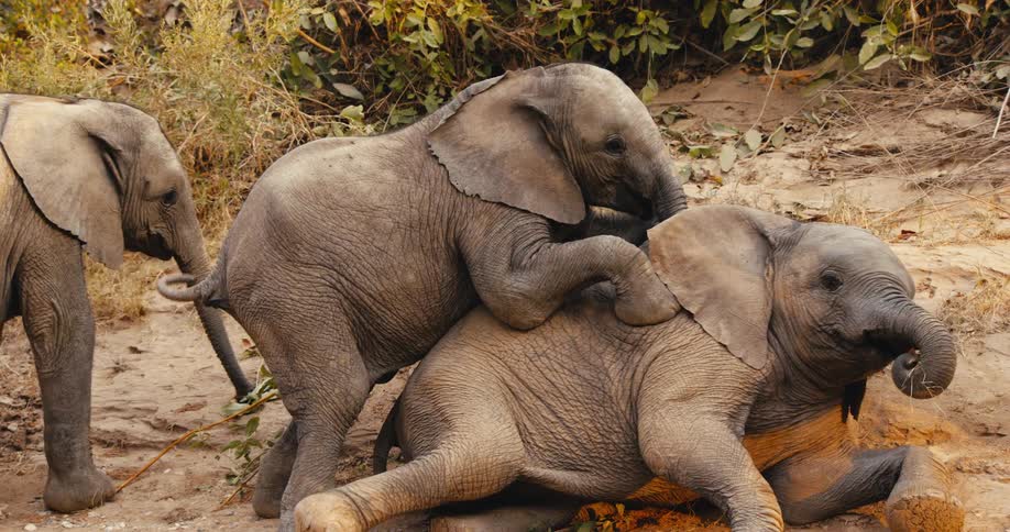Baby elephants play together on sandy ground near vegetation