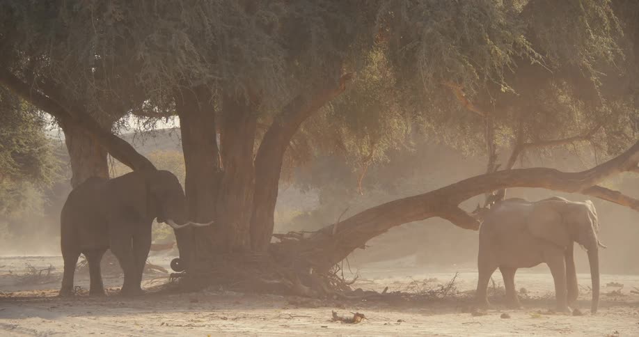 Two large elephants stand under the shade of a massive tree with sprawling branches in a dusty landscape as golden sunlight filters through the hazy air during a calm afternoon