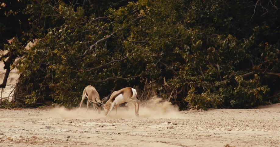 Two gazelles lock horns and fight on a dusty plain in front of a dense thicket of green trees and shrubs during a bright day
