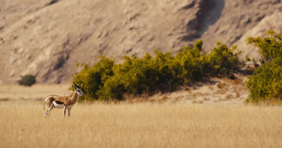 The video shows a springbok standing in a dry grassy field with a rocky mountain in the background it remains mostly still looking around its environment before taking a few slow steps forward