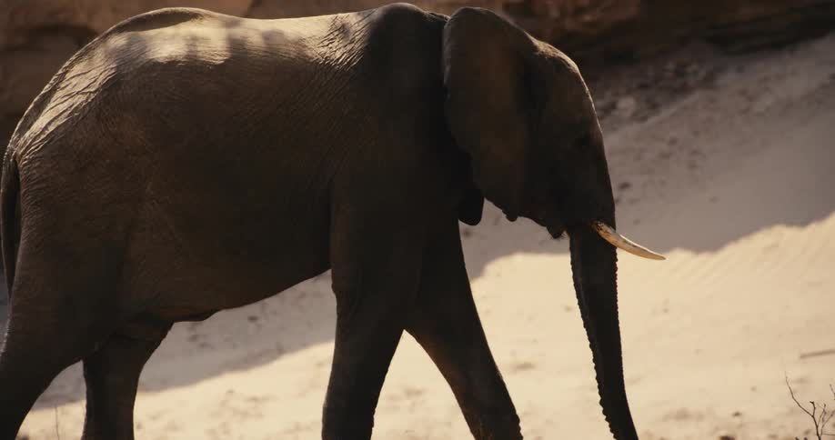An african elephant with visible tusks walks slowly across a sandy desertlike terrainthe scene is shot in profile capturing the elephants steady movement against a backdrop of sundrenched earth and rock