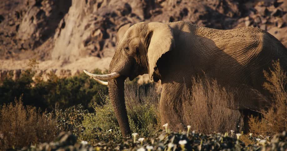 An african elephant walks through dry vegetation with another elephant visible in the distance near rocky terrain