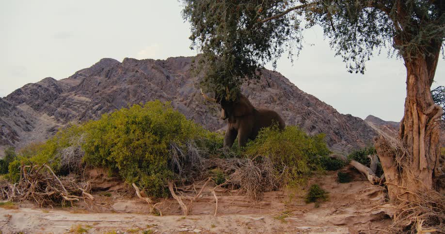 An elephant is eating from a tree with a mountain in the background