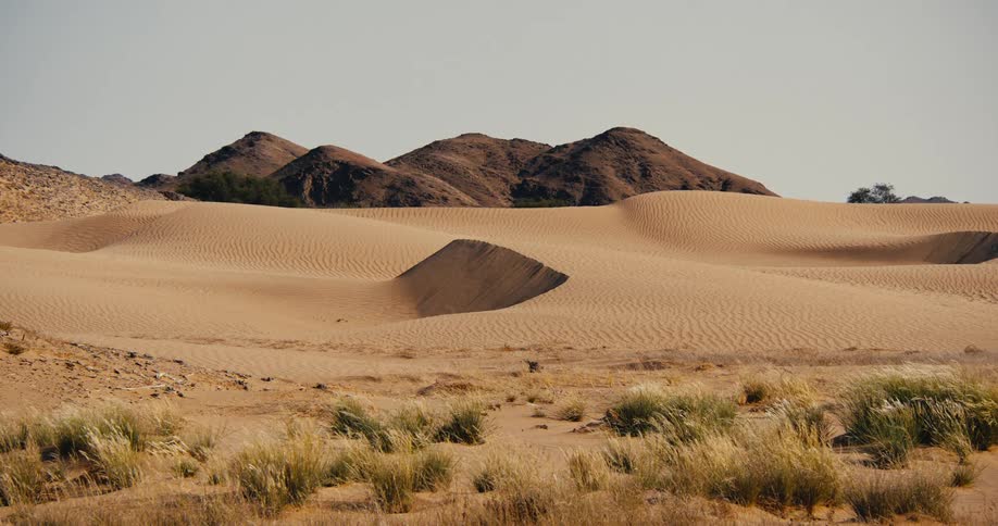 Mountains and sand dunes in the desert as plants move in the breeze