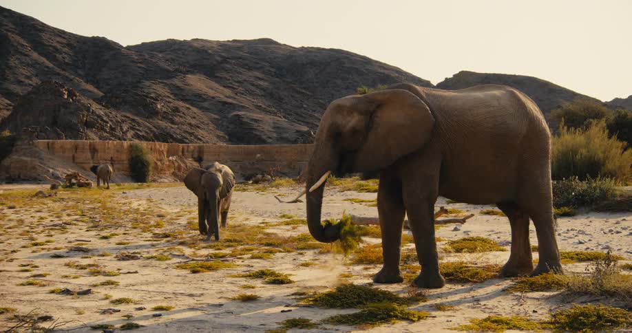 African elephants grazing on a field next to a rocky hill and a bench outdoors during day time