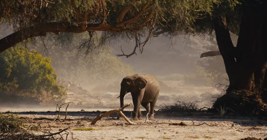 A lone african elephant walks through a dusty savanna under the shade of large trees