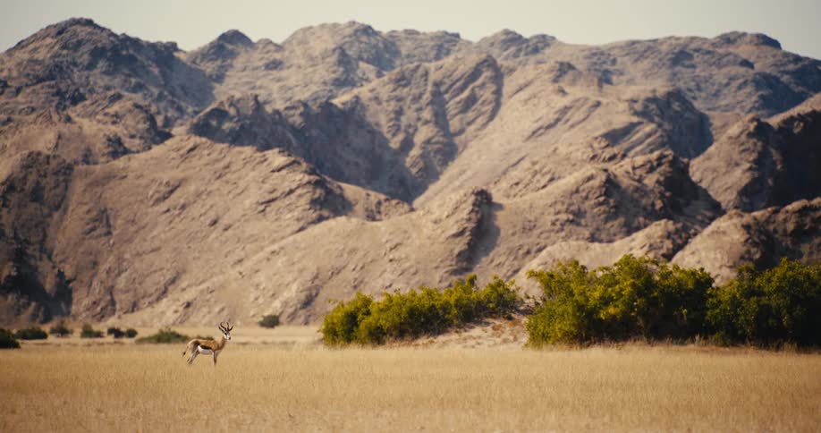 A single gazelle stands in a vast field of dry yellow grass with green bushes and large rocky mountains under a bright clear sky