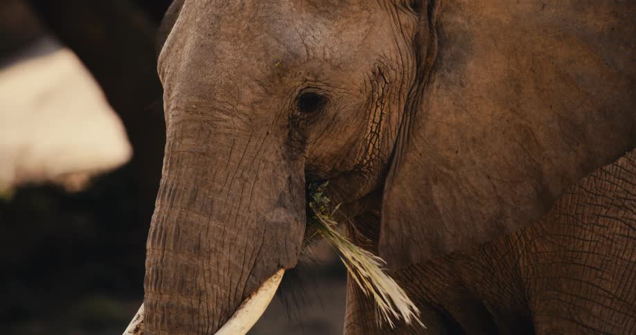 An up close look at an elephant walking outdoors while it chews on food in its mouth