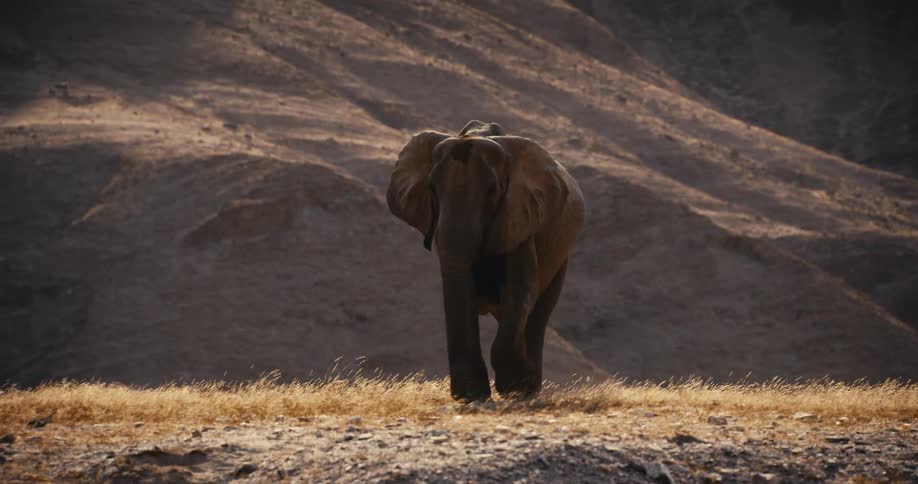 A lone elephant walks across a dry grassy ridge in a rugged desert landscape the animal moves steadily forward as the sunlight highlights the texture of its skin against the mountainous backdrop