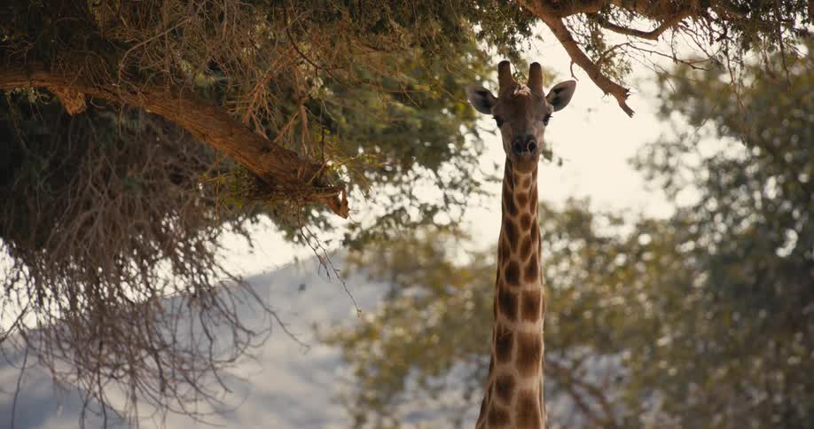 A close view of a giraffe looking directly forward while standing under the leafy branches of a large tree with soft sunlight filtering through the foliage in a natural outdoor setting