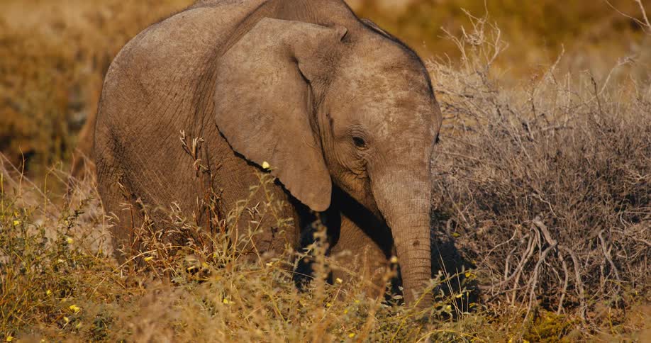 Sunlight shines on a young elephant walking through a field of plants looking for something to eat with its trunk