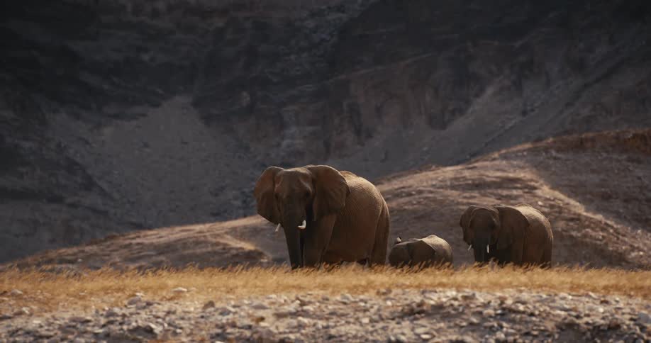 A herd of elephants outdoors during the day