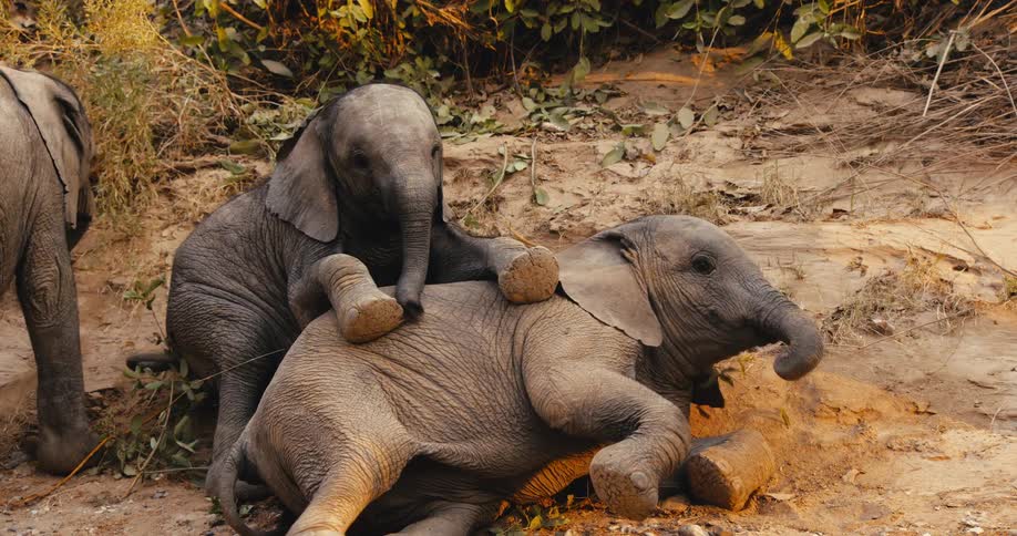 Two baby elephants engage in a playful moment on the dusty ground as one calf nudges and gently climbs onto the back of its sibling resting in the dirt surrounded by the natural textures of the wild landscape