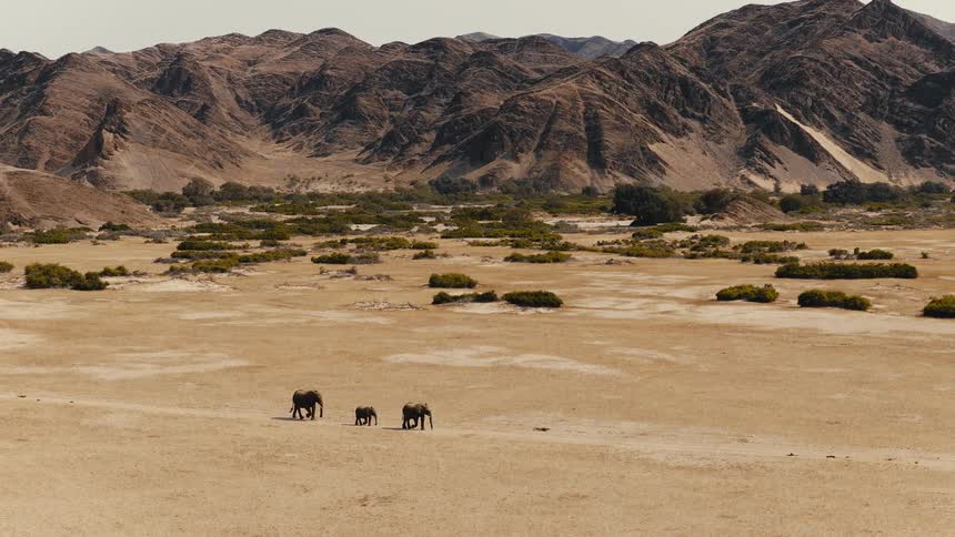 Three elephants walk along a dusty plain located near a mountain range