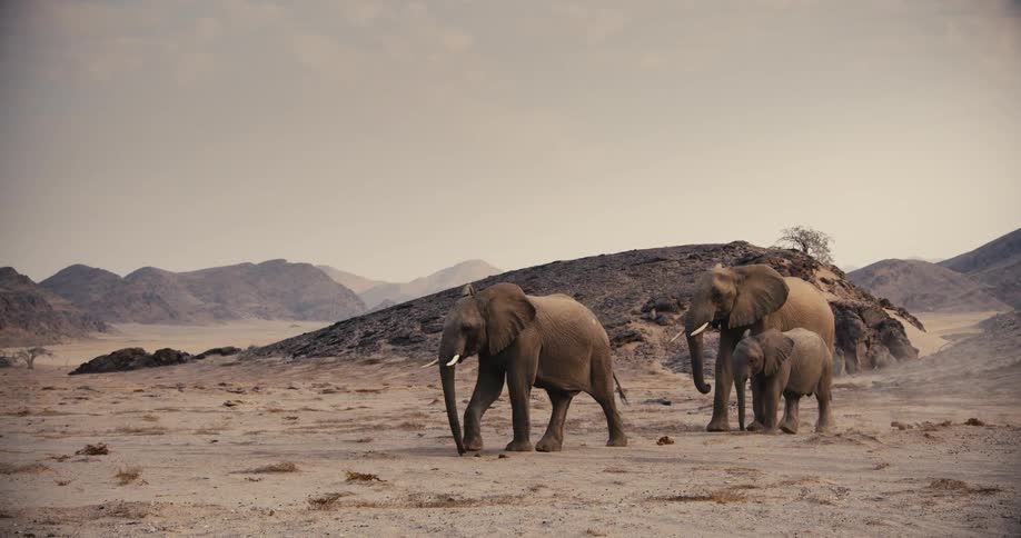 Two large elephants and a calf trek across a vast arid savanna toward distant mountains under a pale hazy sky