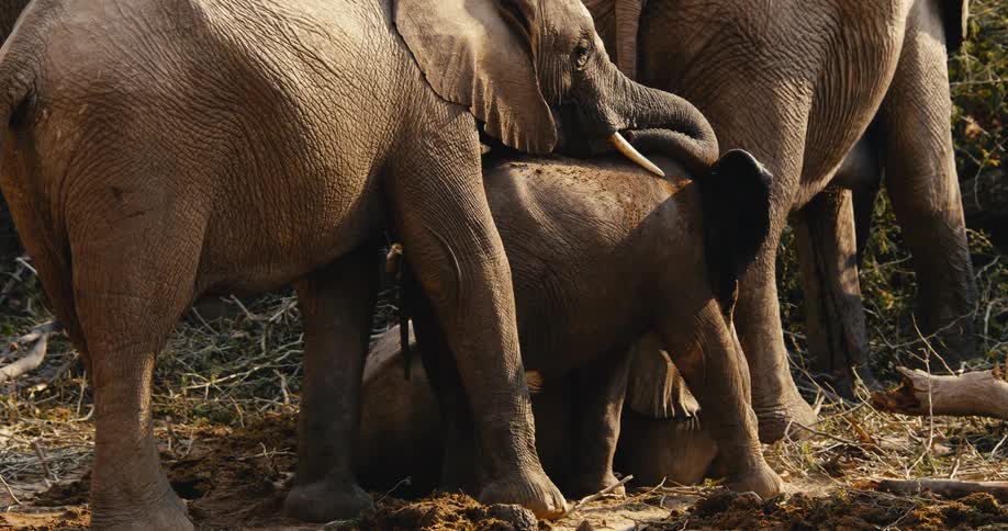 A herd of elephants outdoors on a sunny day
