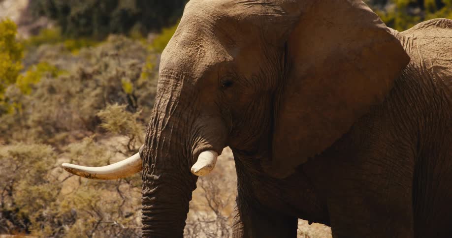 Sunlight shines on an elephant as it walks in a field of plants and vegetation