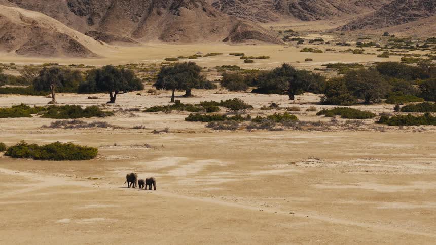 A small family of elephants walks across a vast sandy plain with sparse green bushes and large trees against a background of rugged desert mountains under a clear bright sky