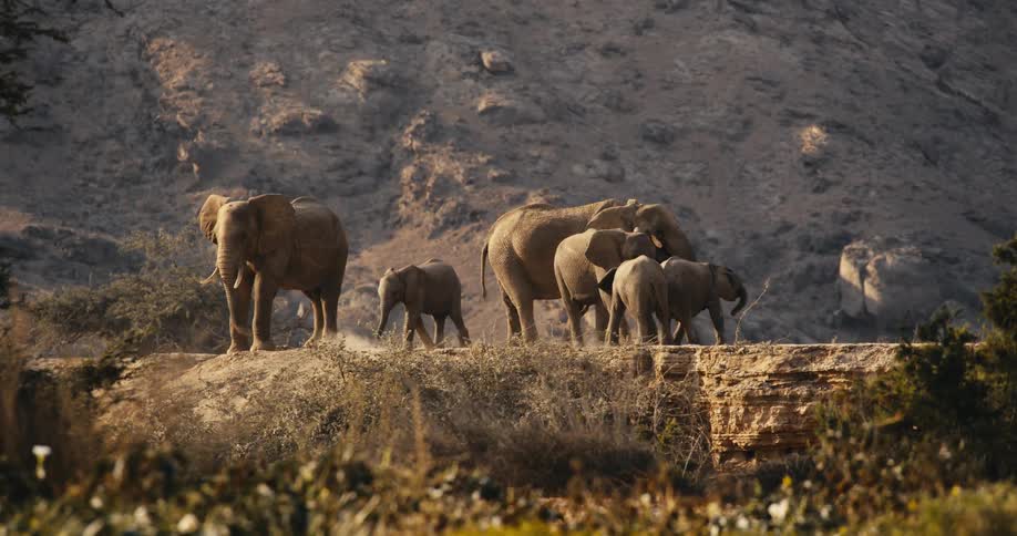 A group of elephants standing together and walking around in a serene landscape near a grey mountain slope and trees