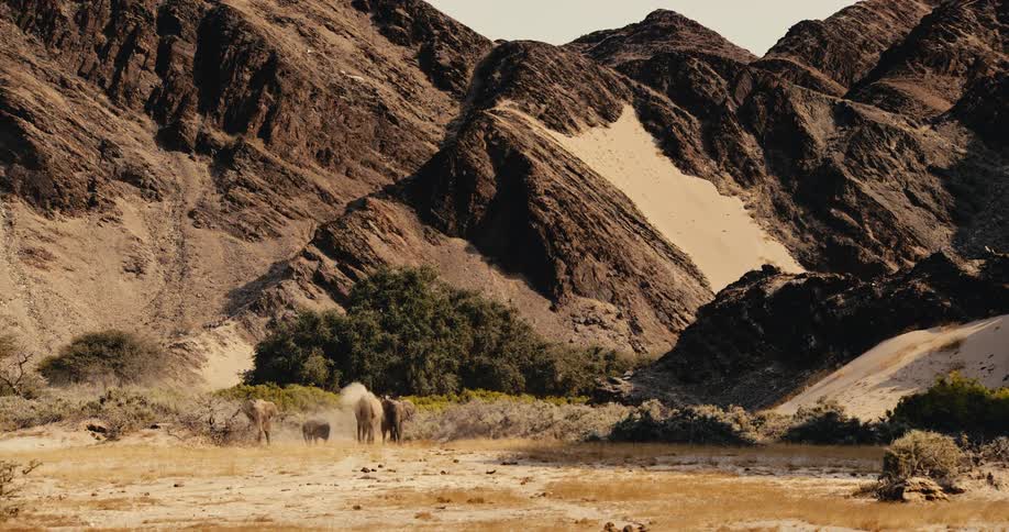 A small herd of elephants traverses a rugged sundrenched valley at the foot of towering rocky mountains kicking up plumes of dust and sand to cool themselves as they move across the arid scrubfilled desert terrain