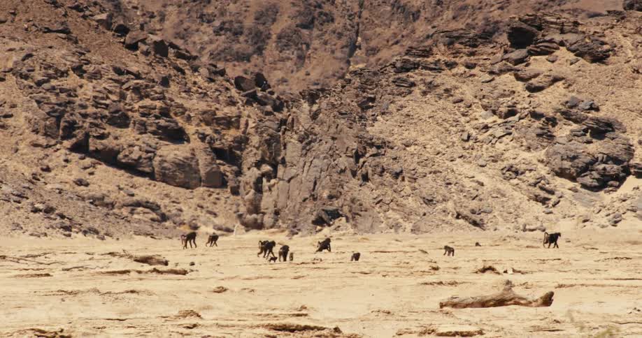 A troop of baboons forages across a wide sandy desert floor at the base of steep rocky mountains under bright daylight