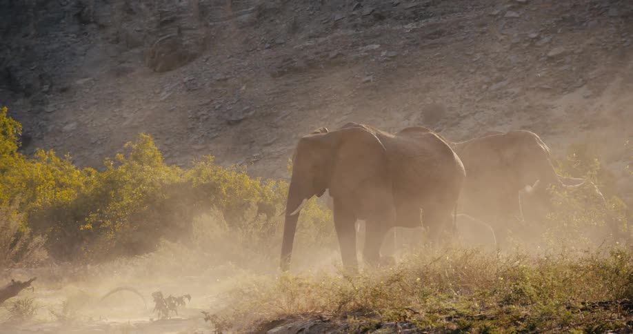 A group of elephants walks through thick dust and dry brush at the base of a rocky mountain as golden sunlight filters through the hazy air